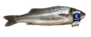 BRANZINO 400/600 CROAZIA